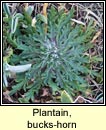 plantain,bucks-horn (adharca fia)