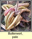 butterwort,pale (leith uisce beag)