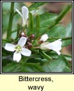 bittercress,wavy (searbh-bhiolar casta)