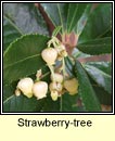 strawberry-tree (caithne)