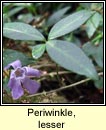periwinkle,lesser (Fincn beag)