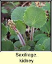 saxifrage,kidney (mrn giobach)