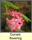 currant,flowering (cuirn)