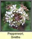 pepperwort,downy (piobar an duine bhoicht)