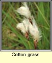 cottongrass (ceannbhn)
