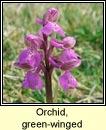 orchid,green-winged (magairln fitheach)