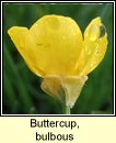 buttercup,bulbous (tuile thaln)