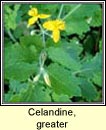 celandine,greater (gharra bhu)