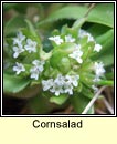cornsalad (ceathr uain)