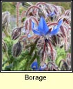 borage (borraiste gorm)