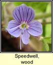 speedwell,wood (lus cre coille)