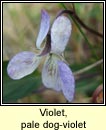 violet,pale dog-violet (sailchuach liath)