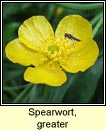 spearwort,greater (glasair lana mhor)