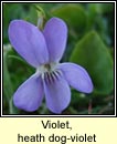 violet,heath dog-violet (sailchuach mhna)
