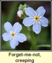 forget-me-not,creeping (ceotharnach reatha)