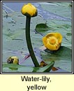 water lily,yellow (cabhn abhann)