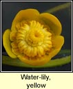 water-lily,yellow (cabhn abhann)