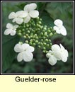 guelder-rose (Caor chon)