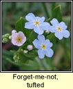 forget-me-not,tufted (ceotharnach beag)