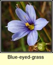blue-eyed-grass (feilistrn gorm)