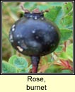 rose,burnet (briuln)