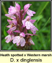 orchid, spotted x marsh - D x dinglensis