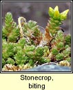 stonecrop,biting (grafn na gcloch)