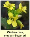 wintercress,medium-flowered (treabhach menach)