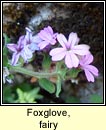 foxglove,fairy (mirn si)