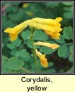 corydalis,yellow (giodairiam bu)