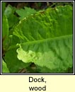 dock,wood (copg choille)