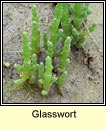 glasswort (lus na gloine)