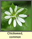 chickweed,common (fuilig)