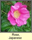 rose,japanese (rs rscach)