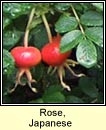 rose,japanese (rs rscach)