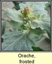 orache,frosted (eilifleog phlrach)