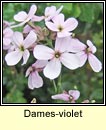 dames-violet (feascarlus)