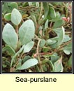 sea-purslane (lus an gaill)