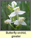 orchid,butterfly,greater (magairln mr an fhileacin)