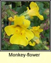 monkey-flower (bu an hogaigh)
