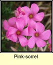 pink-sorrel (seamsg ghlineach)