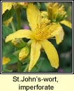 st johns-wort,imperforate (beathnua gan sml)
