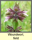 woundwort,field (cuisln gan duaire)