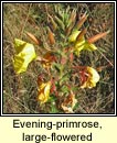 evening primrose,large-flowered (coinneal oche mhr)