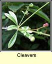 cleavers (garbhlus)