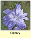 chicory (siocaire)