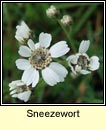 sneezewort (lus corrin)