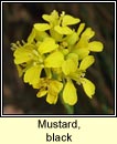 mustard,black (praiseach dhubh)