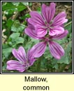 mallow,common (lus na meall muire)