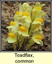 toadflax,common (buaflon)